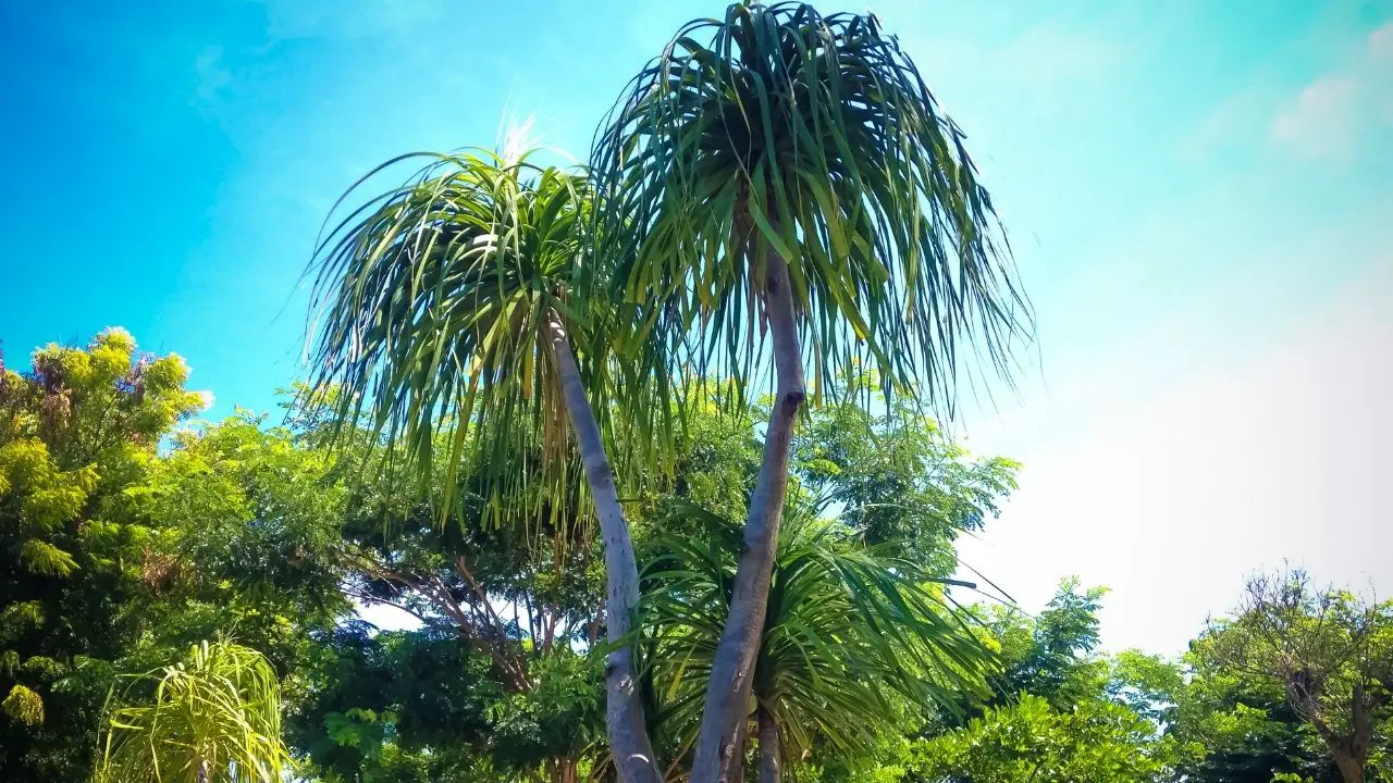 How To Grow Ponytail Palm