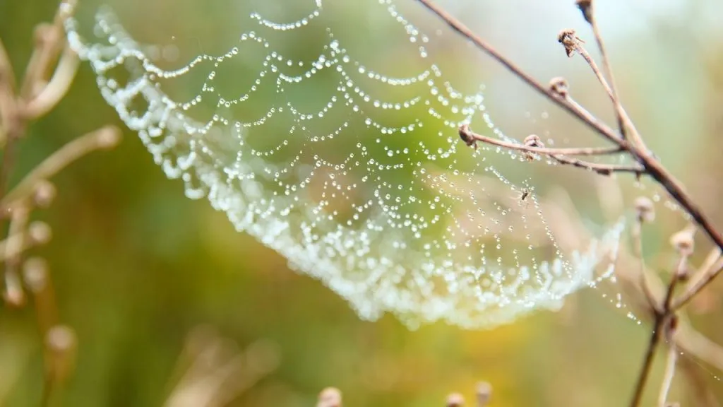 Methods for removing spider webs 
