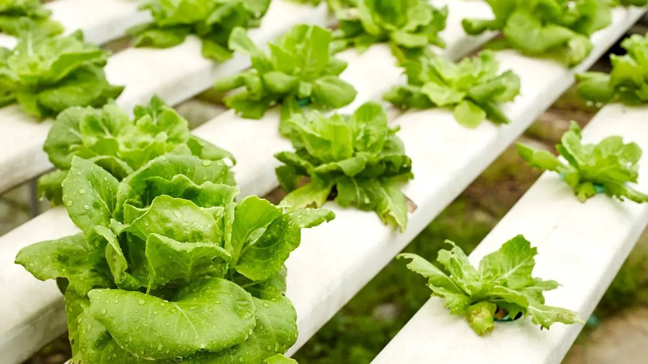 How To Grow Butter Lettuce Hydroponically