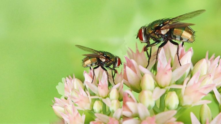 1 min How To Get Rid Of Phorid Flies In Plants