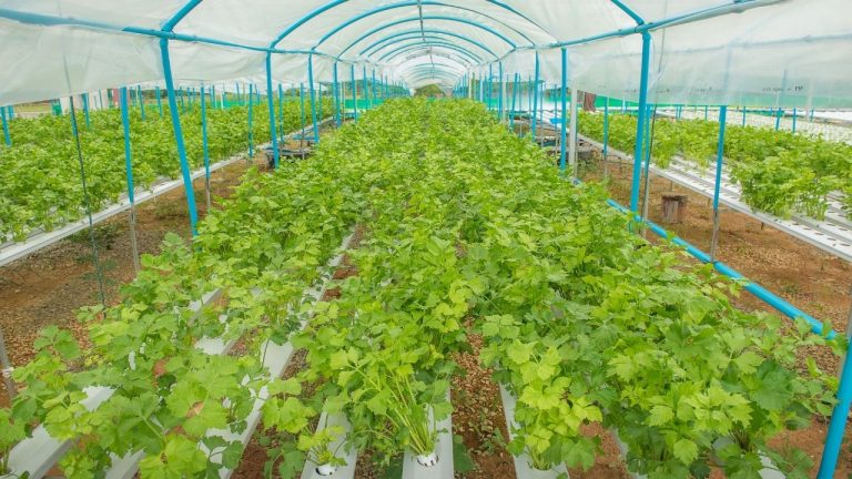 How Expensive Is Hydroponic Farming: Set Up Cost and Profit