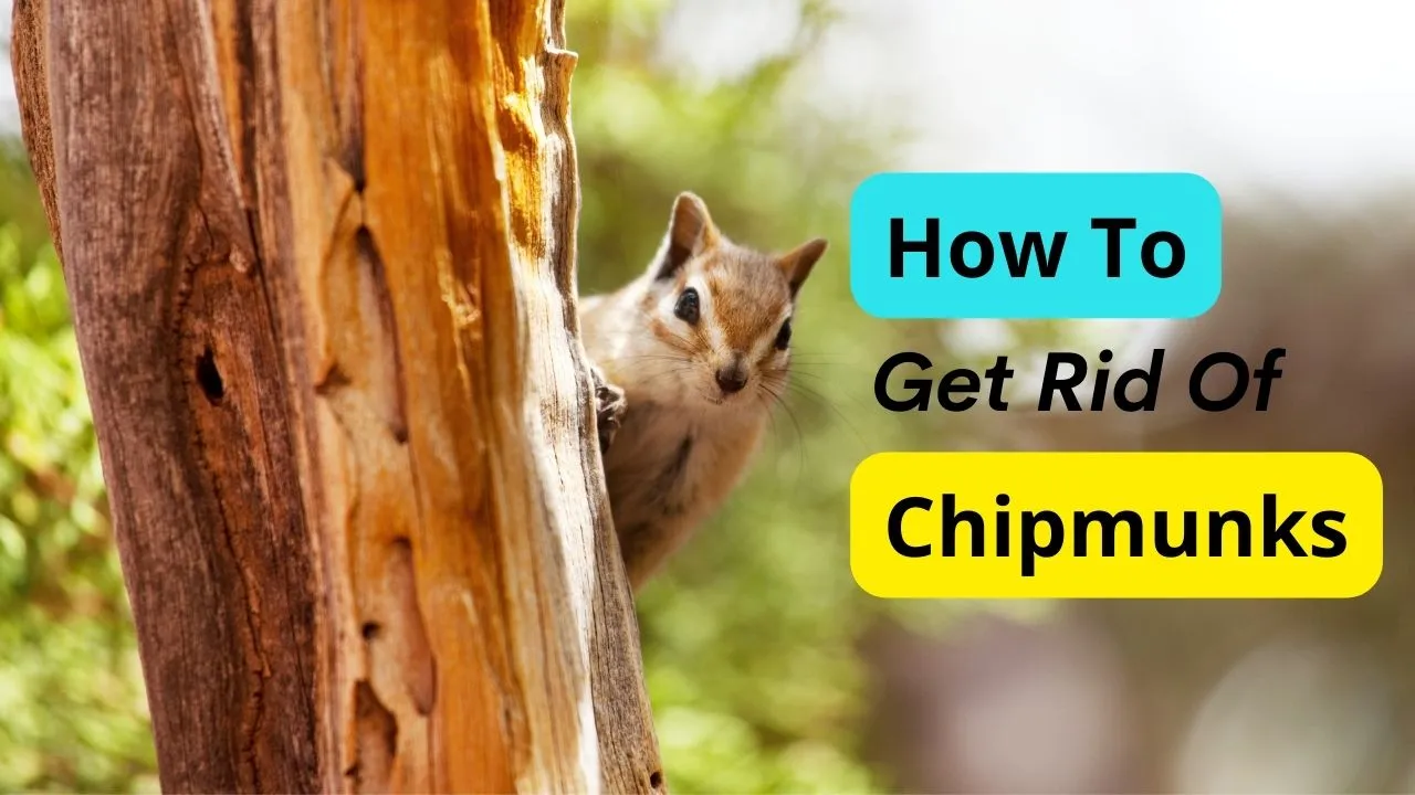 What Attracts Chipmunks To Your Yard
