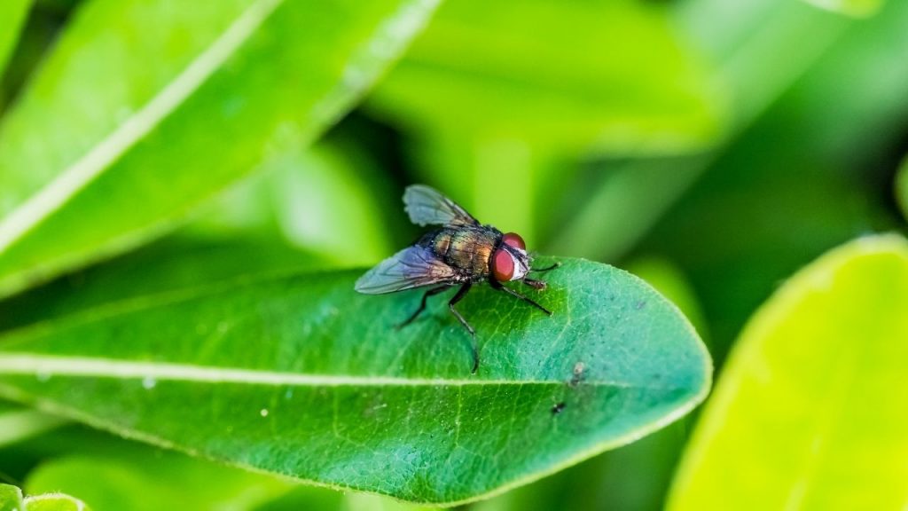 How To Get Rid Of Phorid Flies In Plants