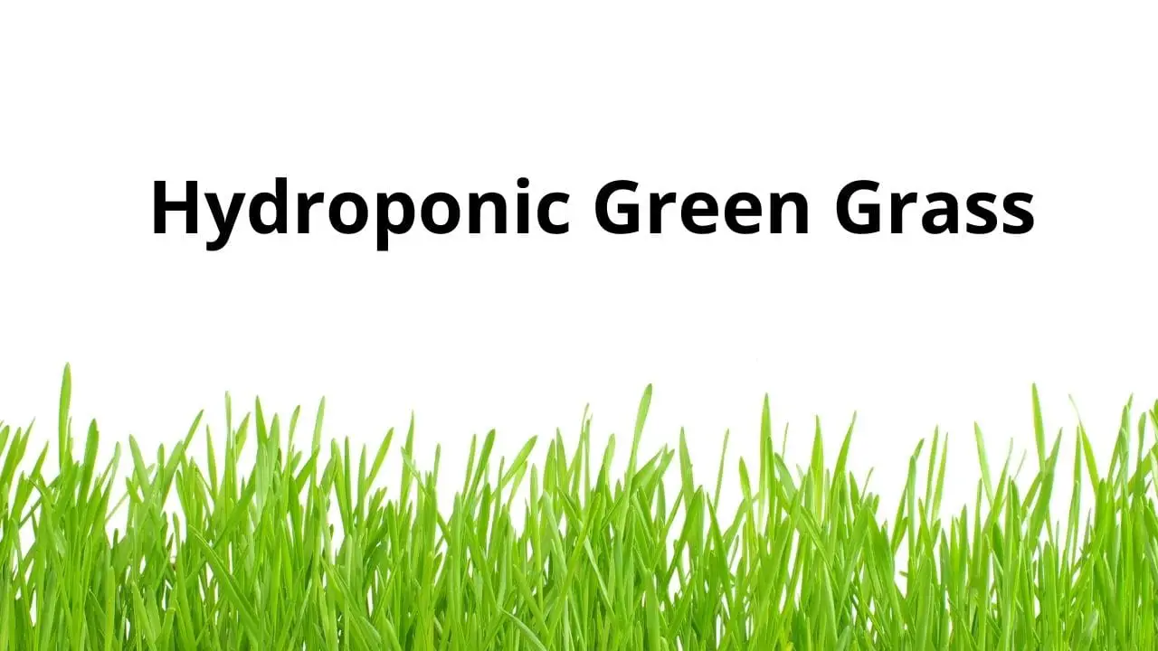How To Grow Hydroponic Grass