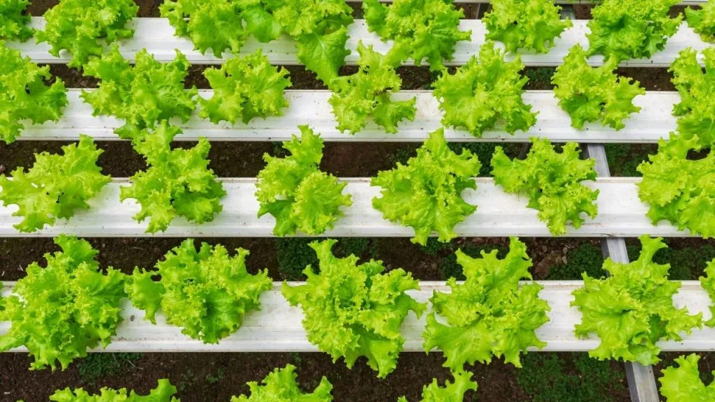 How To Grow Butter Lettuce Hydroponically