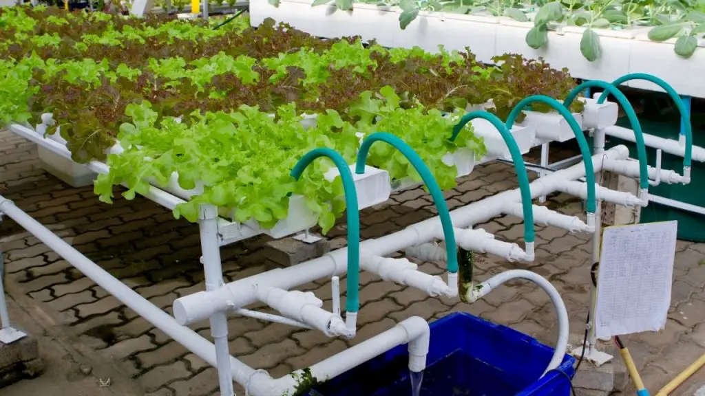 Hydroponic Farming: Set Up Cost and Profit