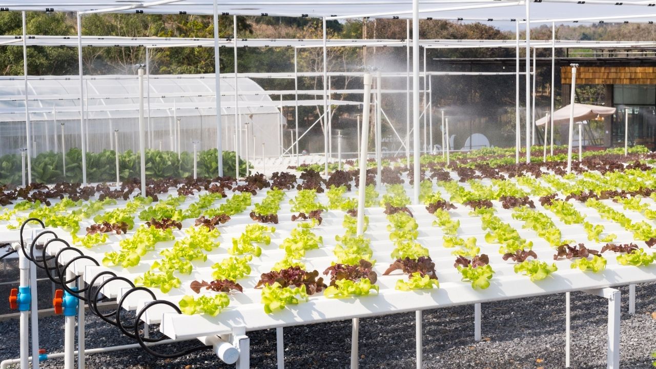 How Expensive Is Hydroponic Farming Set Up Cost + Profit