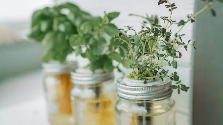 Mason Jar Hydroponic Herb Garden