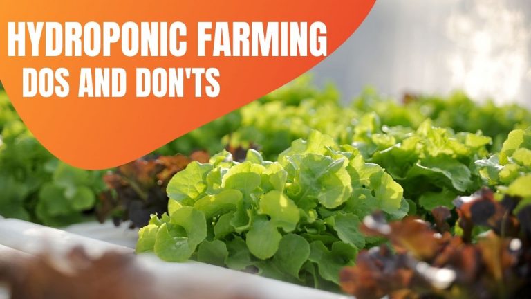 Hydroponic Farming Dos And Don'ts