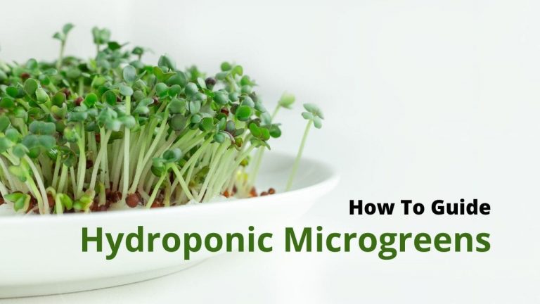 How To Grow Hydroponic Microgreens