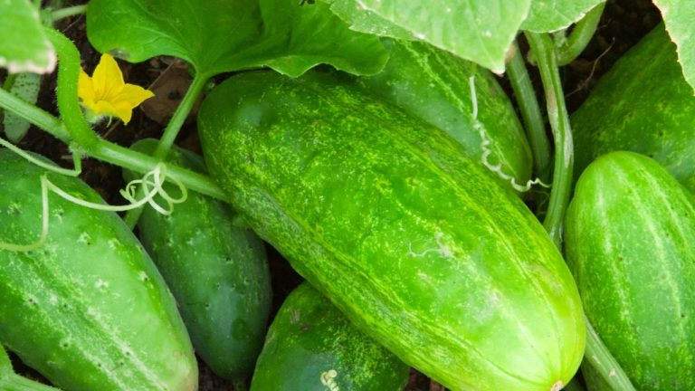 How To Grow Hydroponic Cucumbers