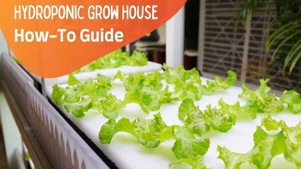 How To Set Up A Hydroponic Grow House