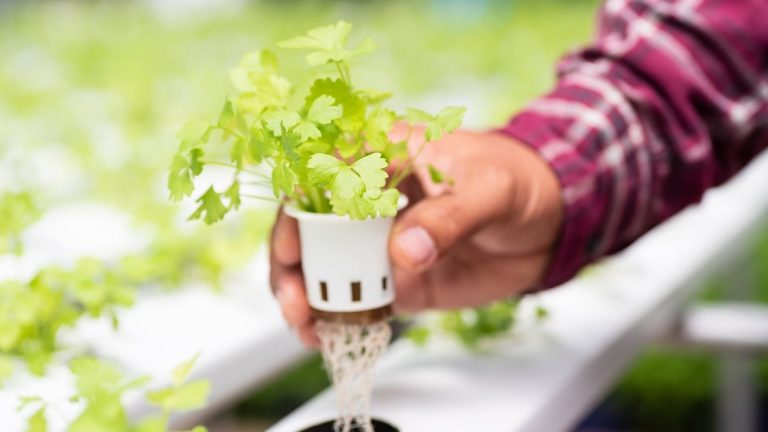 How To Grow Hydroponic Cilantro
