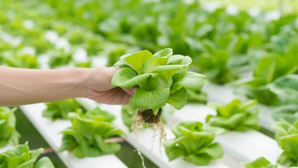 Hydroponic Farming Dos And Don'ts