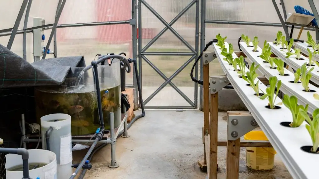 Hydroponic Water Culture System Set Up 
