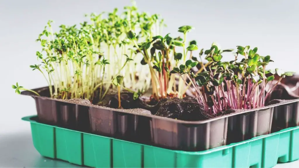 How To Grow Hydroponic Microgreens