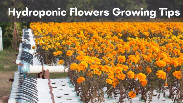 Flowers To Grow Hydroponically