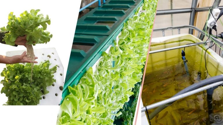 Aeroponics Vs Hydroponics Vs Aquaponics
