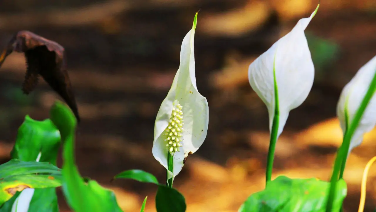 How To Make Peace Lily Bloom