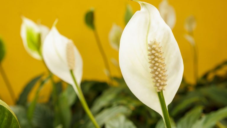How To Prune Peace Lily