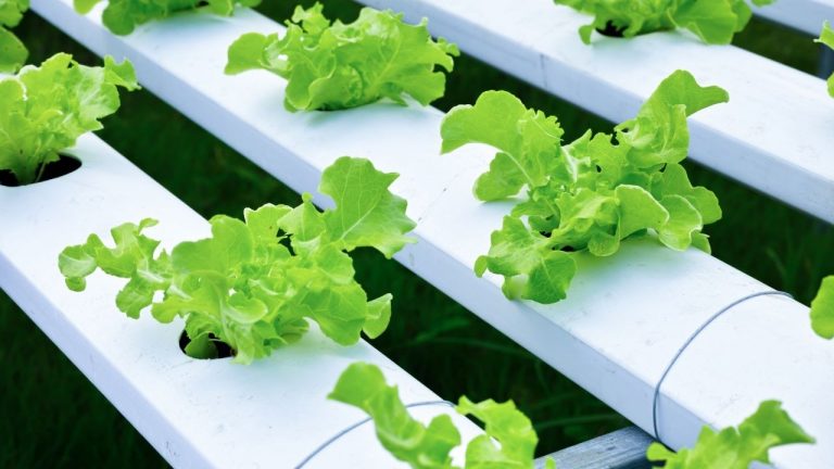 How To Grow Hydroponic Kale