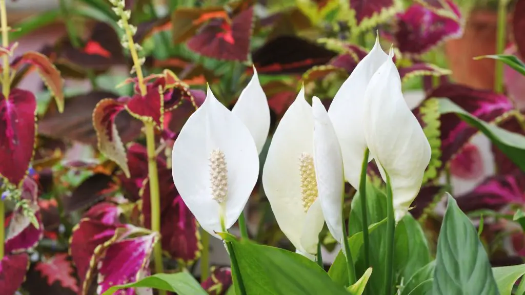 How To Make Peace Lily Bloom