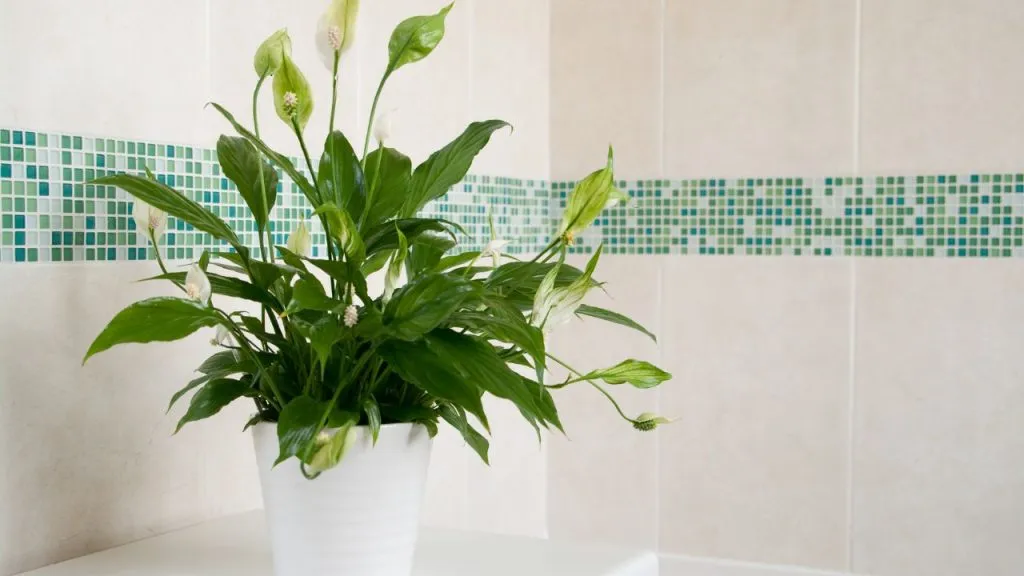 How To Grow Peace Lily