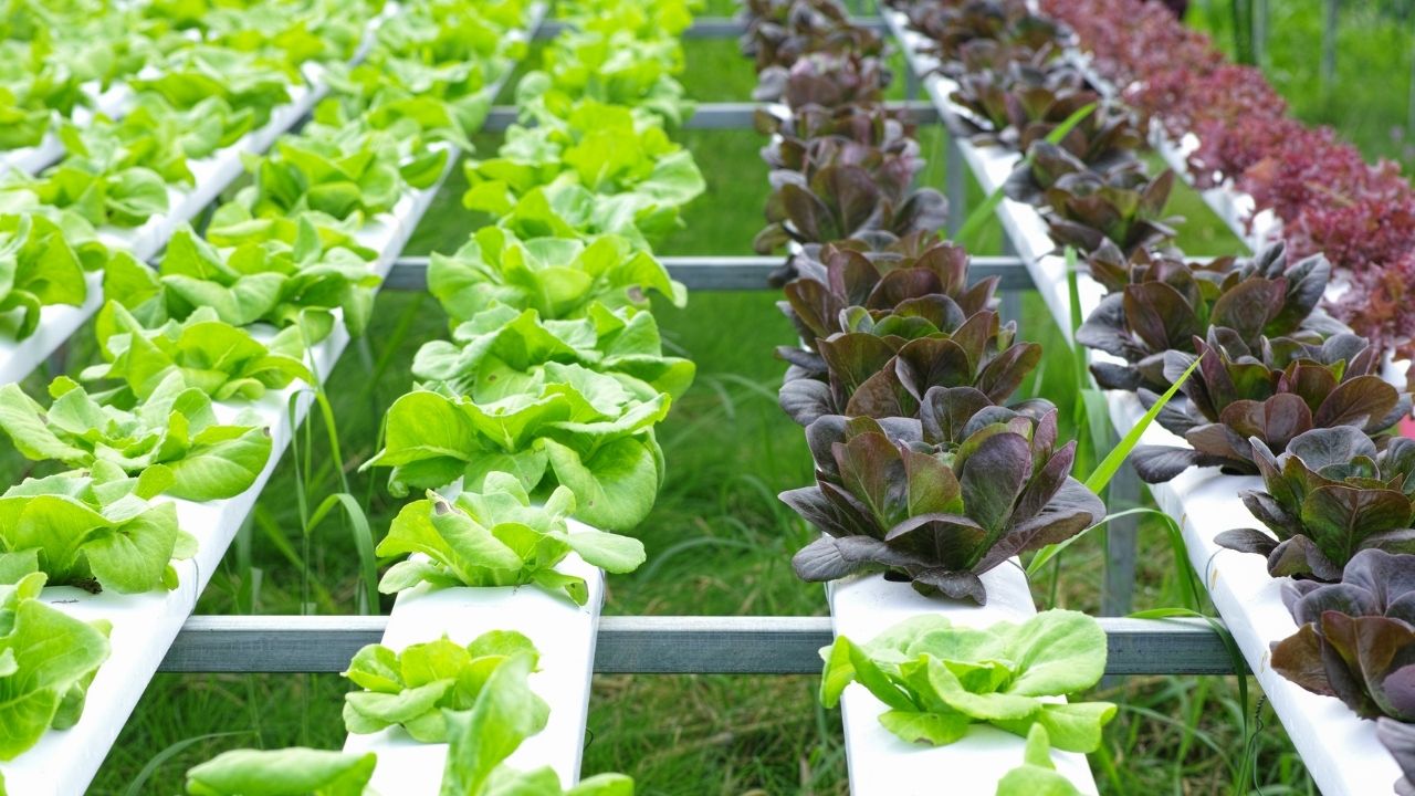 How To Grow Hydroponic Kale Beginner's Guide With Steps