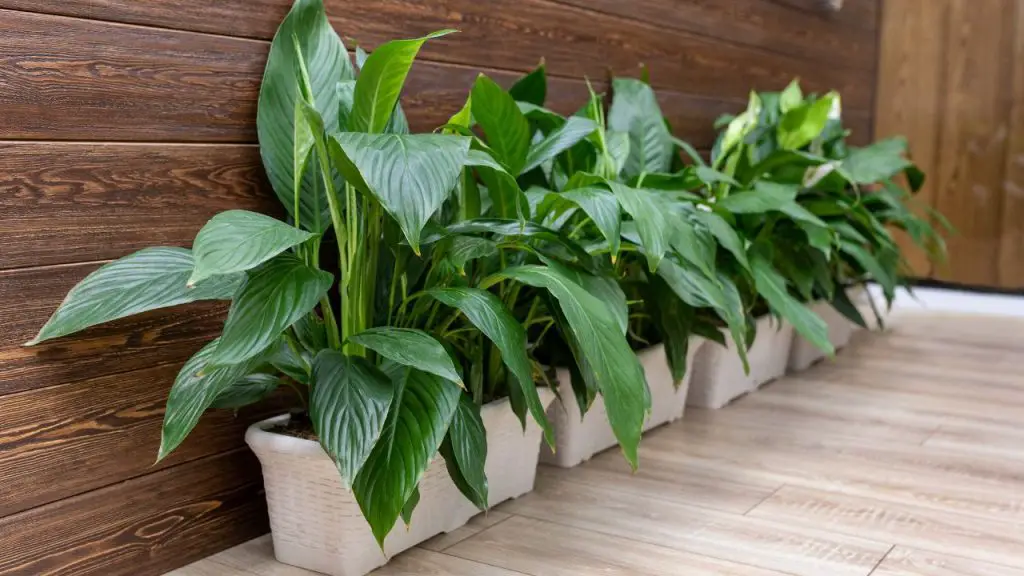 How To Grow Peace Lily In Water Hydroponically
