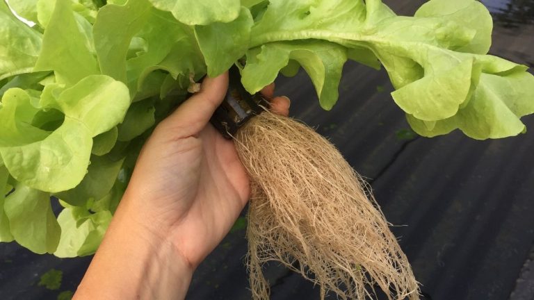 What is Aeroponics Farming