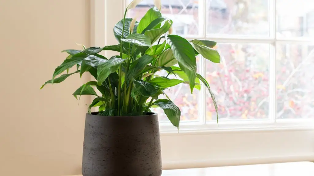How To Prune Peace Lily
