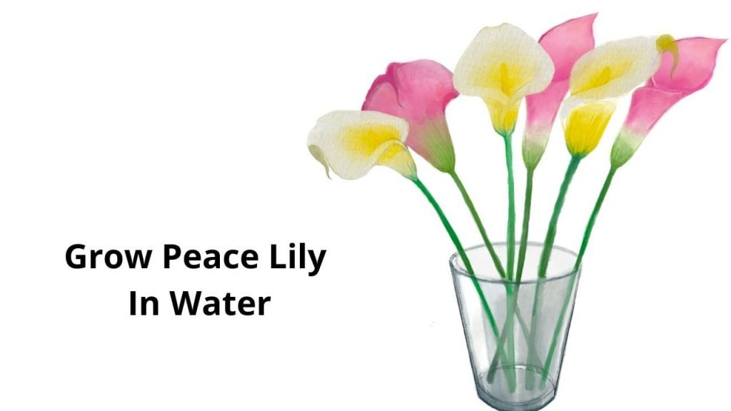 How To Grow Peace Lily In Water Hydroponically