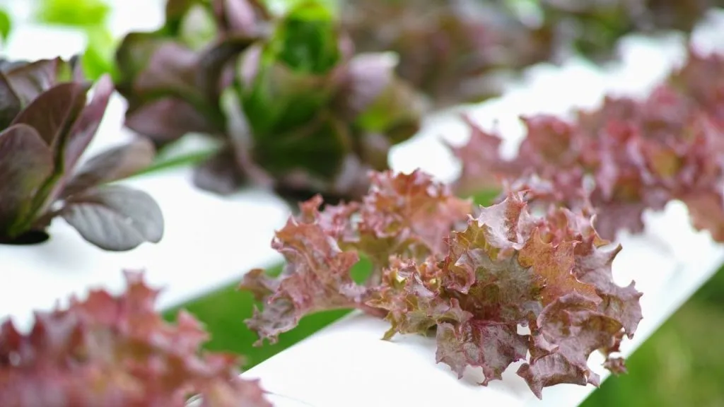 Grow Hydroponic Kale With Seeds