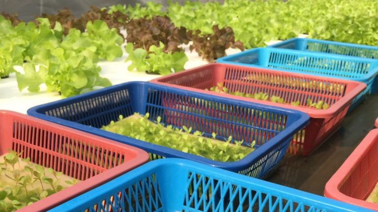 Top 10 Aeroponics Plants List