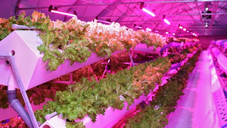 Aeroponics Growing System