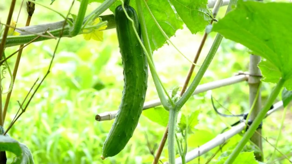 How to Grow Cucumbers in Aquaponics