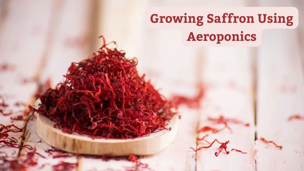 Growing Saffron Using Aeroponics