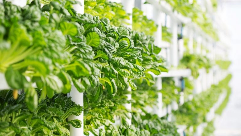How To Grow Aeroponics Basil