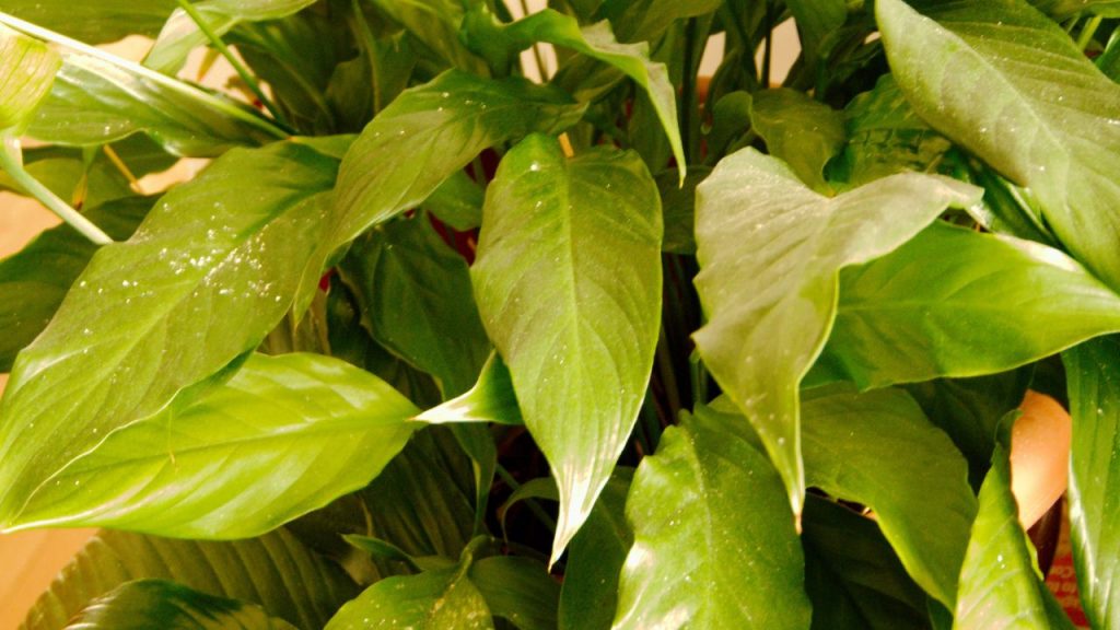 Peace Lily Bug Infestations