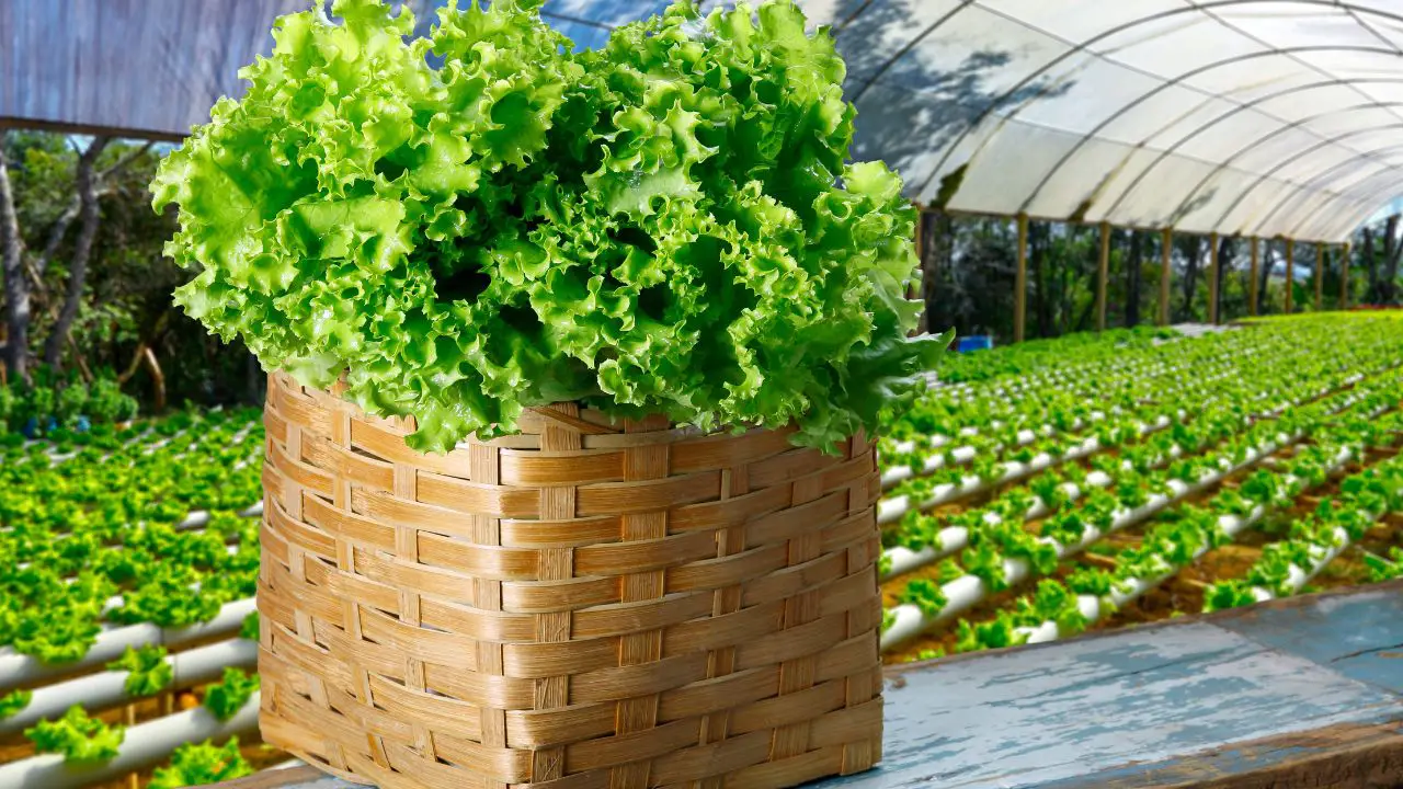 How To Grow Aeroponics Lettuce