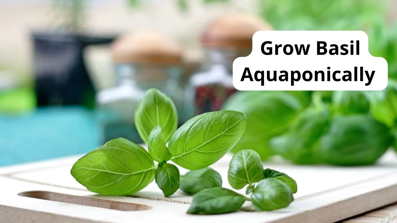 How To Grow Aquaponics Basil