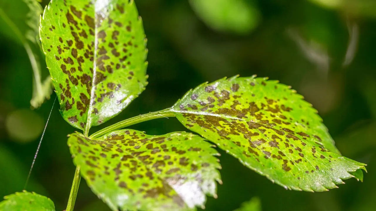 How to Treat Leaf Spot Diseases