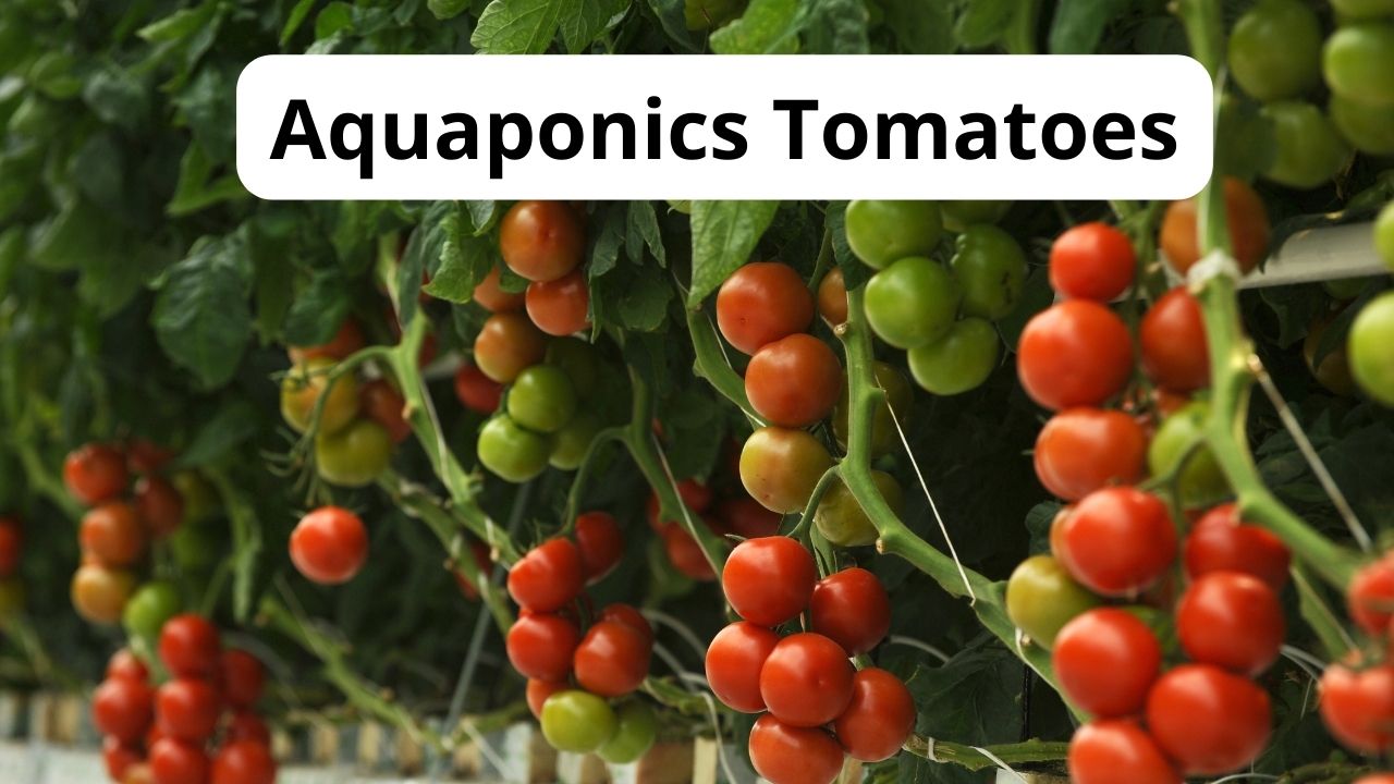 How to Grow Aquaponics Tomatoes