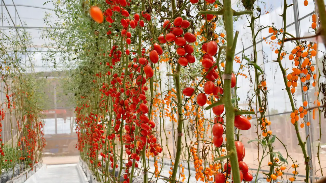 How To Grow Tomatoes Using Aeroponics