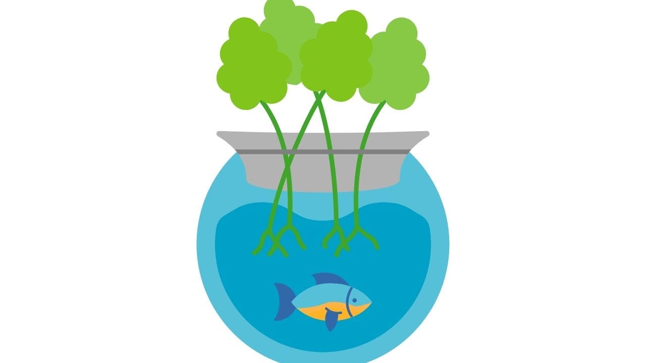 How To Build An Aquaponics System In Easy [6 Steps] DIY