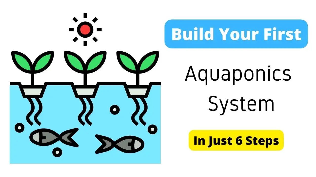 How To Build An Aquaponics System