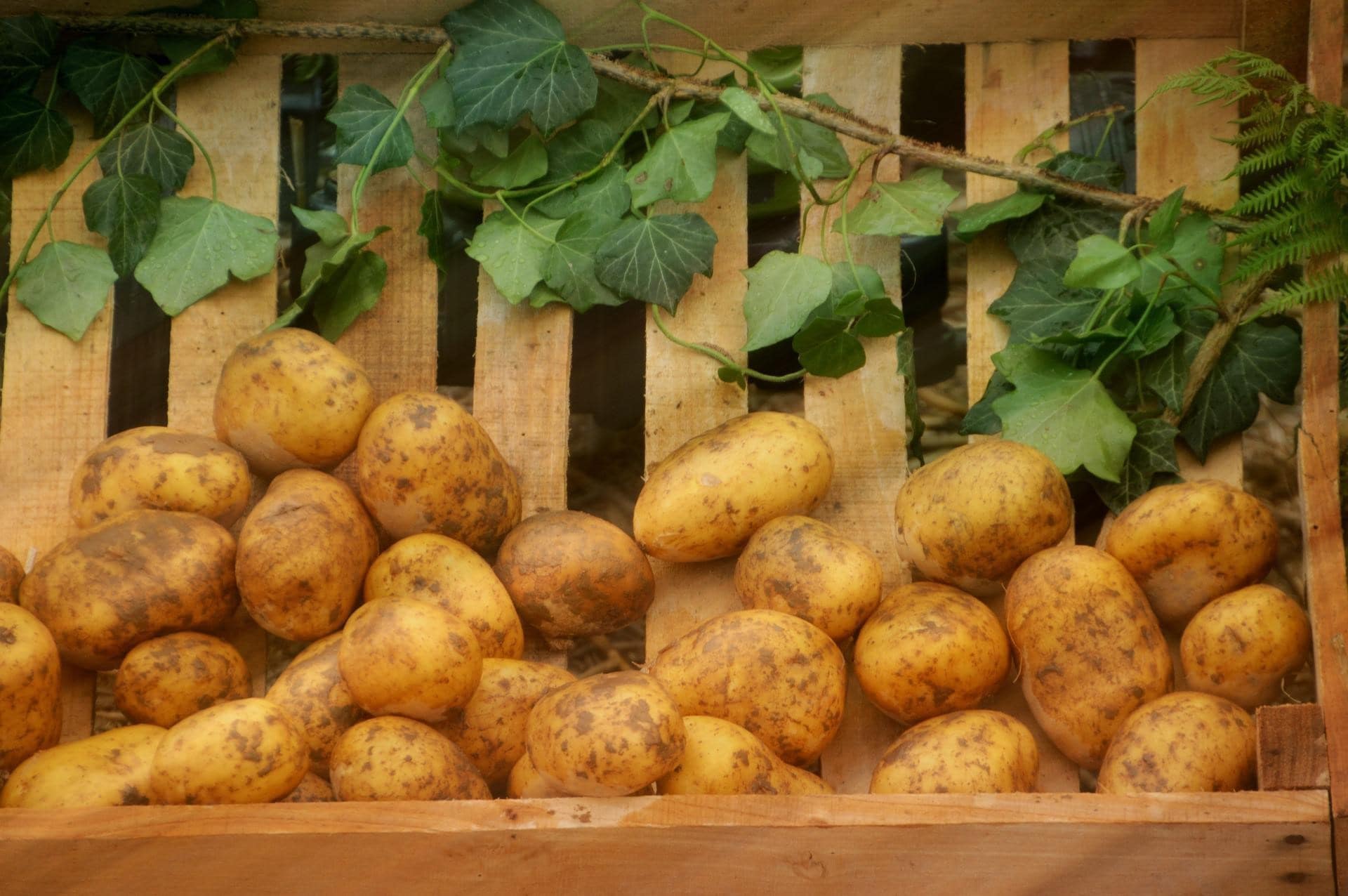 Aeroponics Potato Farming