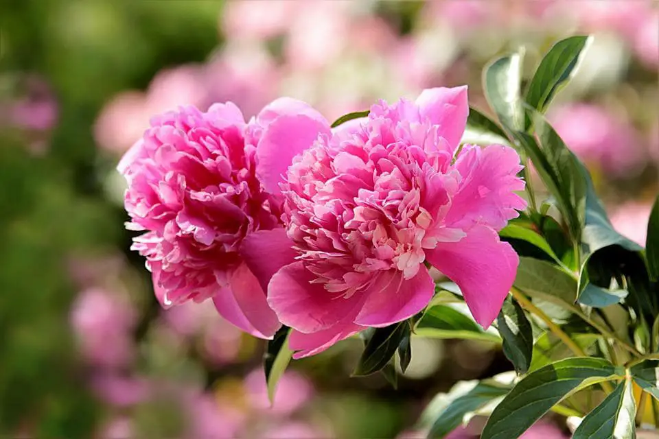 How Do You Encourage Flowers On Peonies
