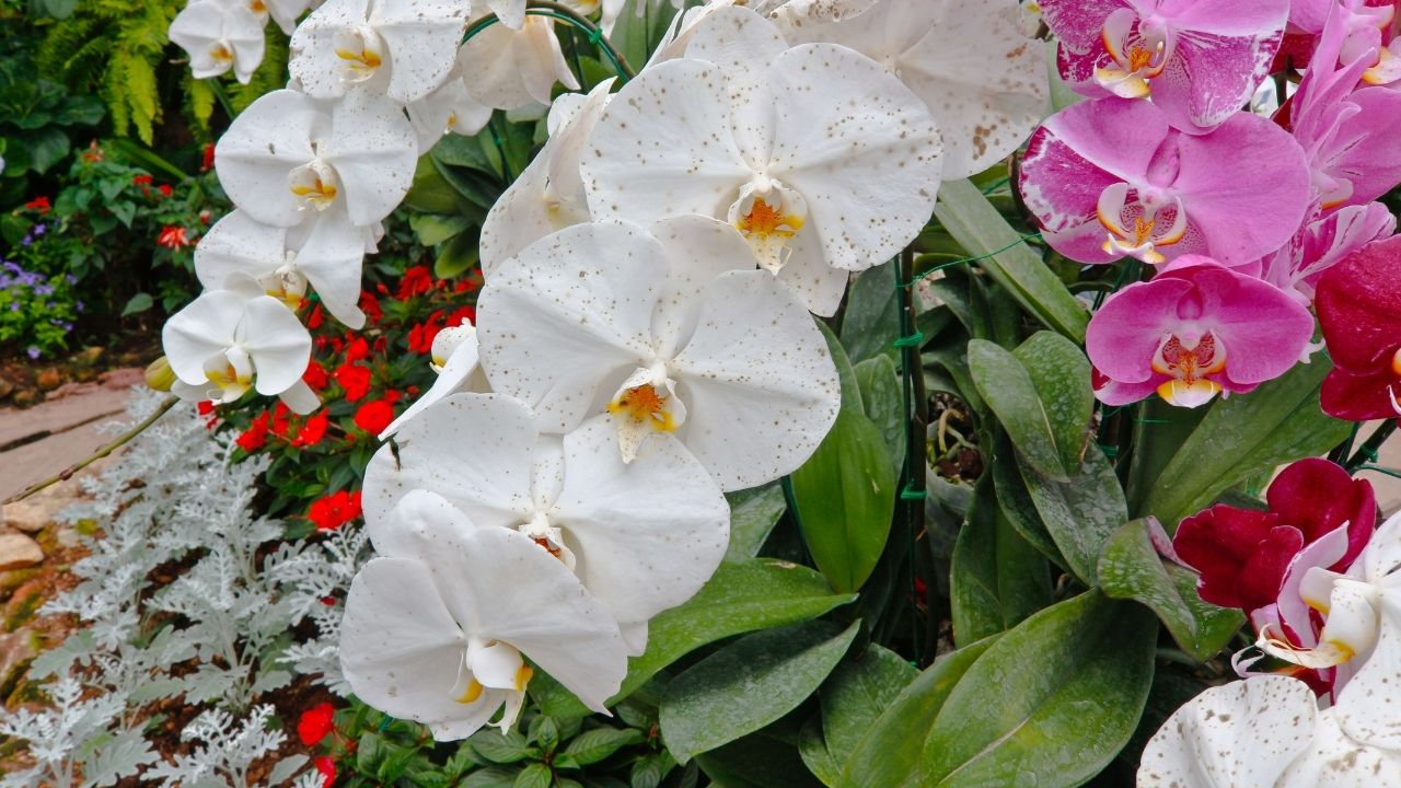 How To Care Orchid After Flowering 15 Tips For Beginners