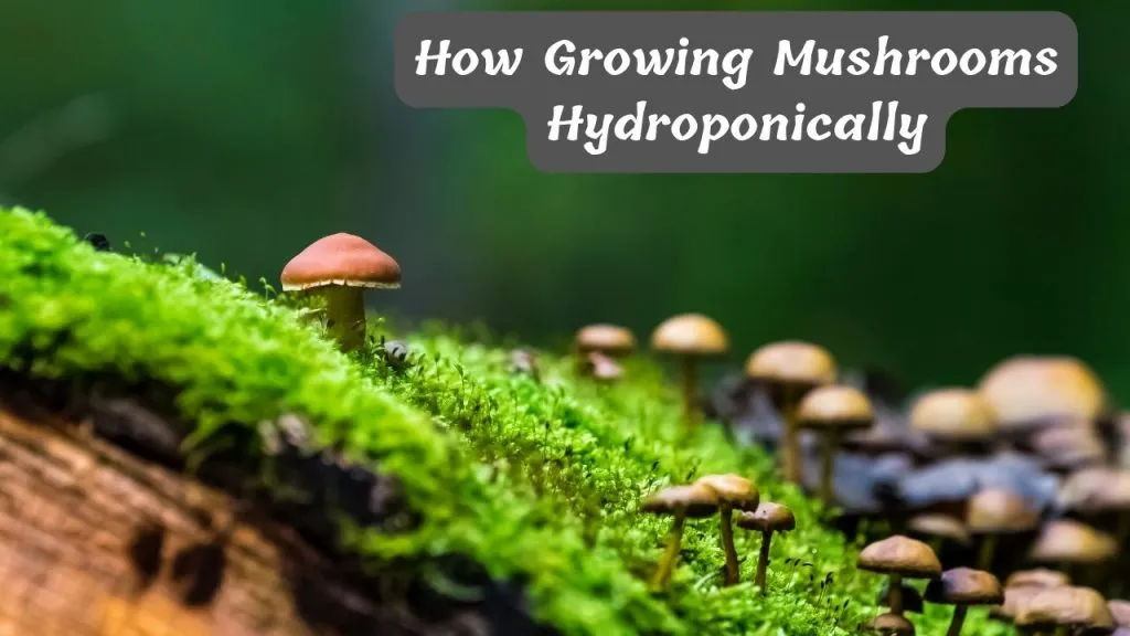 15 growing mushrooms hydroponically At Home  Tips